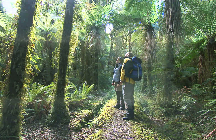 Giant ferns on the Hollyford Track