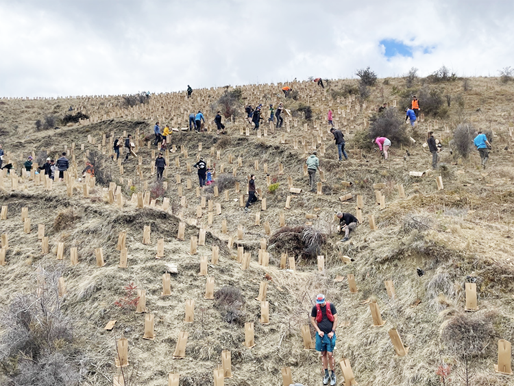 Arrowtown choppers planting