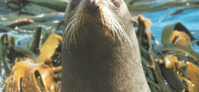 Seal