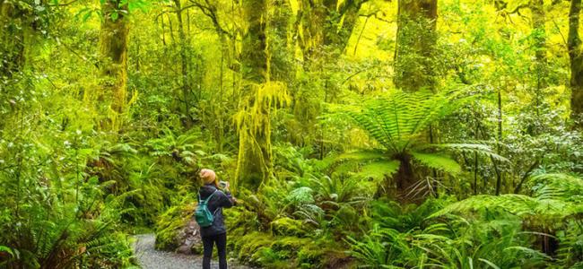 Fiordland Hiking