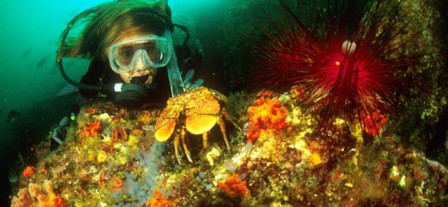 Mercury Islands Diving