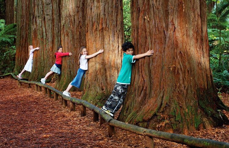 Giant Redwood Forest