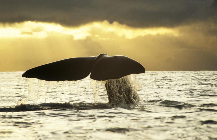 Kaikoura Sperm Whale