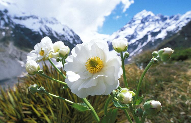 Mt Cook Spring Lilly