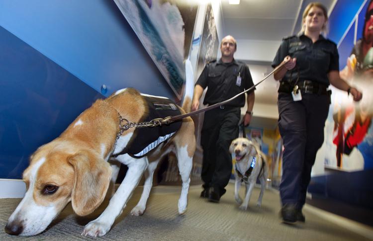 Airport Dogs