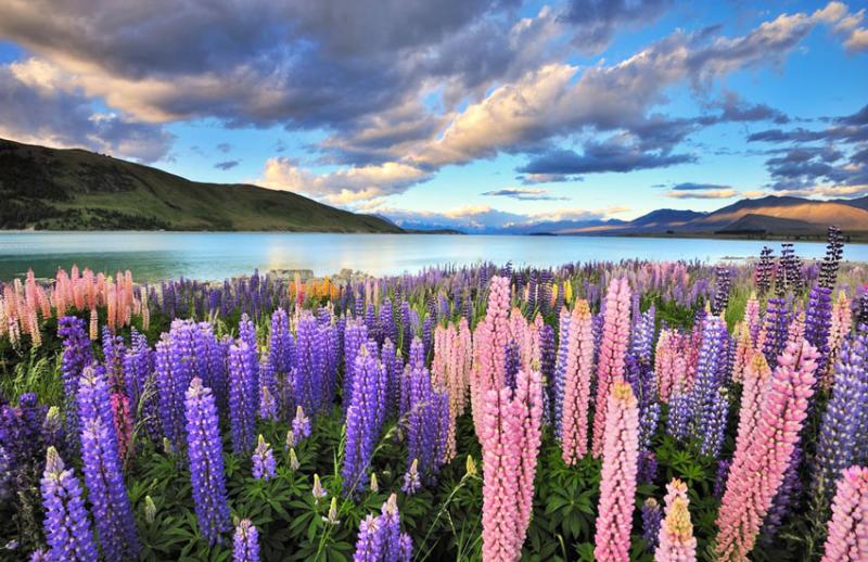 Lake Tekapo a DOC estate