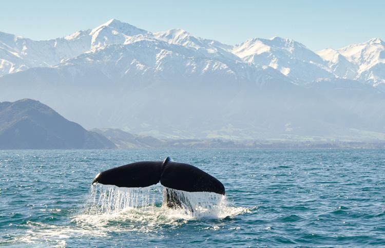 Kaikoura humpback