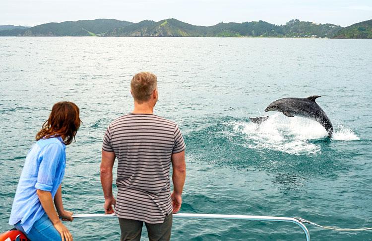 dolphins jump in Bay of Islands