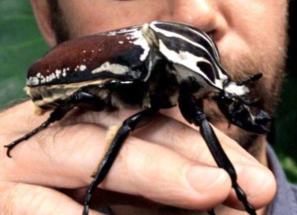 Goliath Beetle