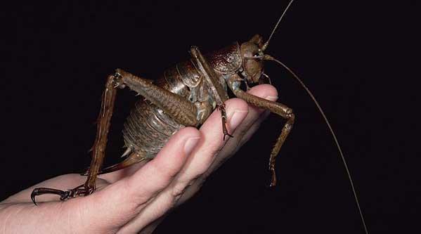 Giant Weta