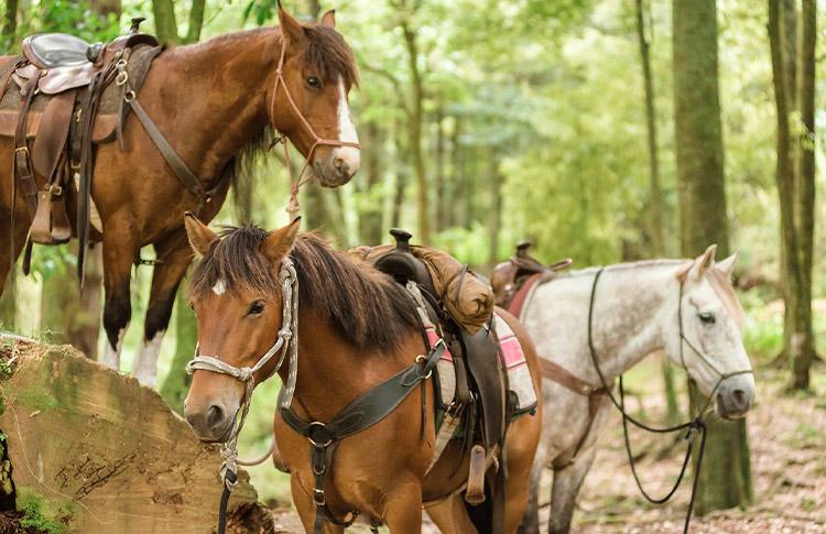 River Valley Horses