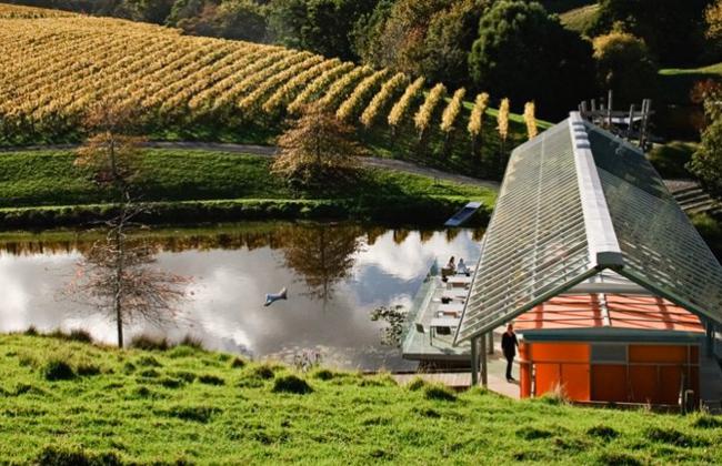 Matakana Vineyard