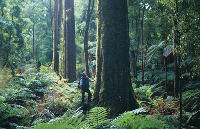 Whirinaki forest