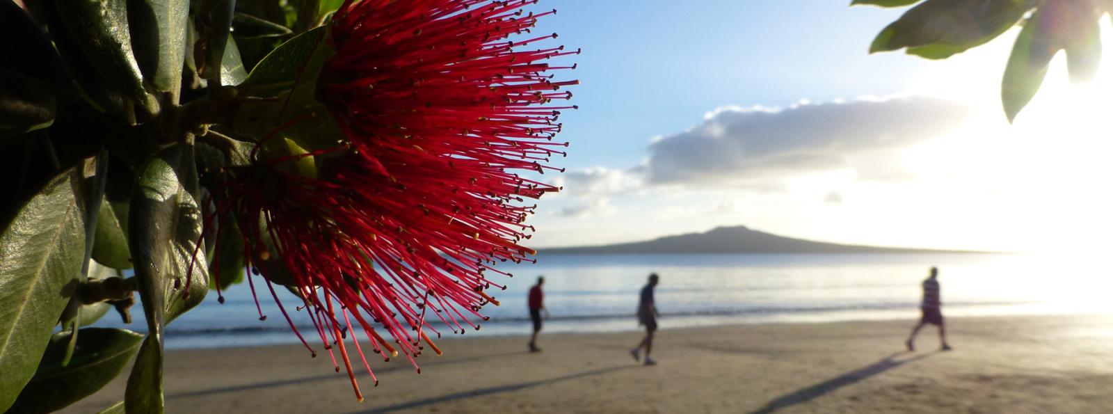 New Zealand Christmas