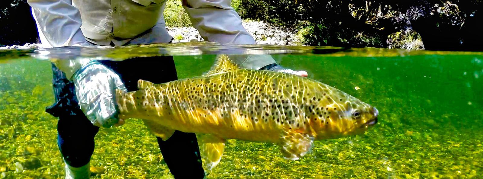 New Zealand Fly Fishing