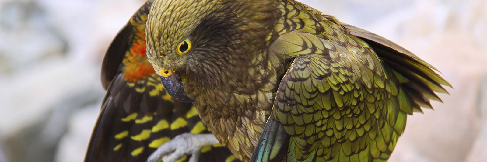 kea