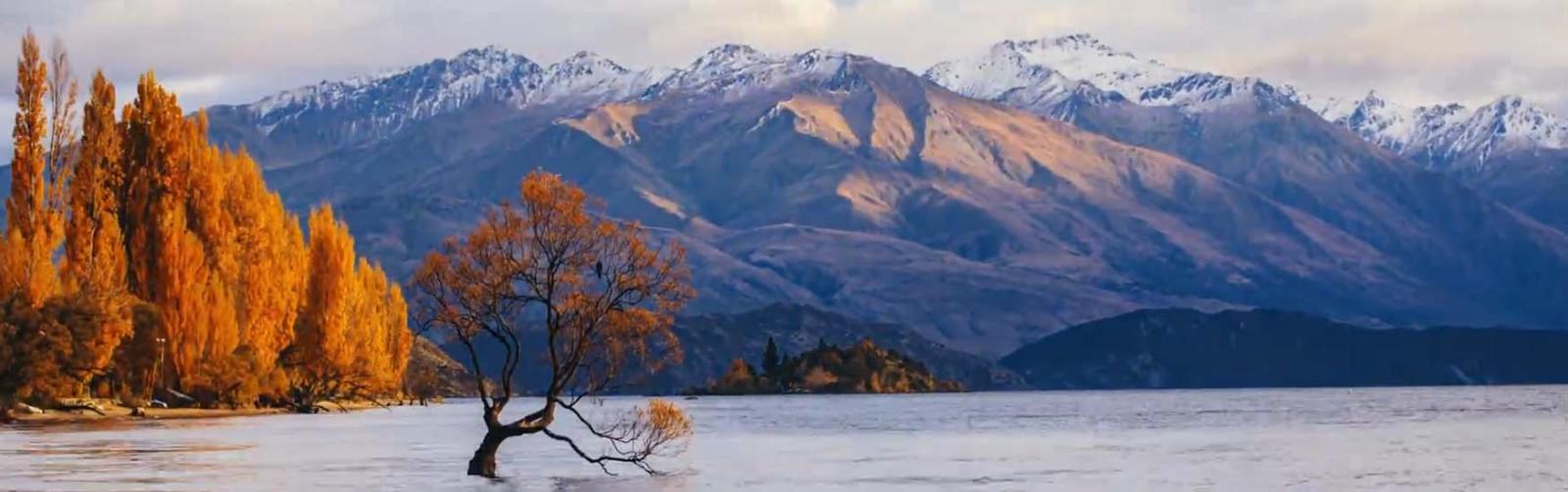 The Wanaka Tree with snow capped mountains
