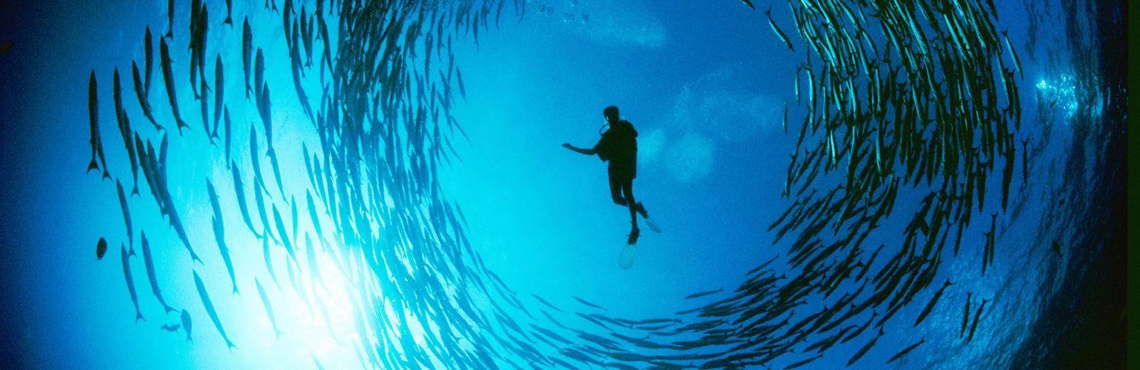 Diver in school of fish