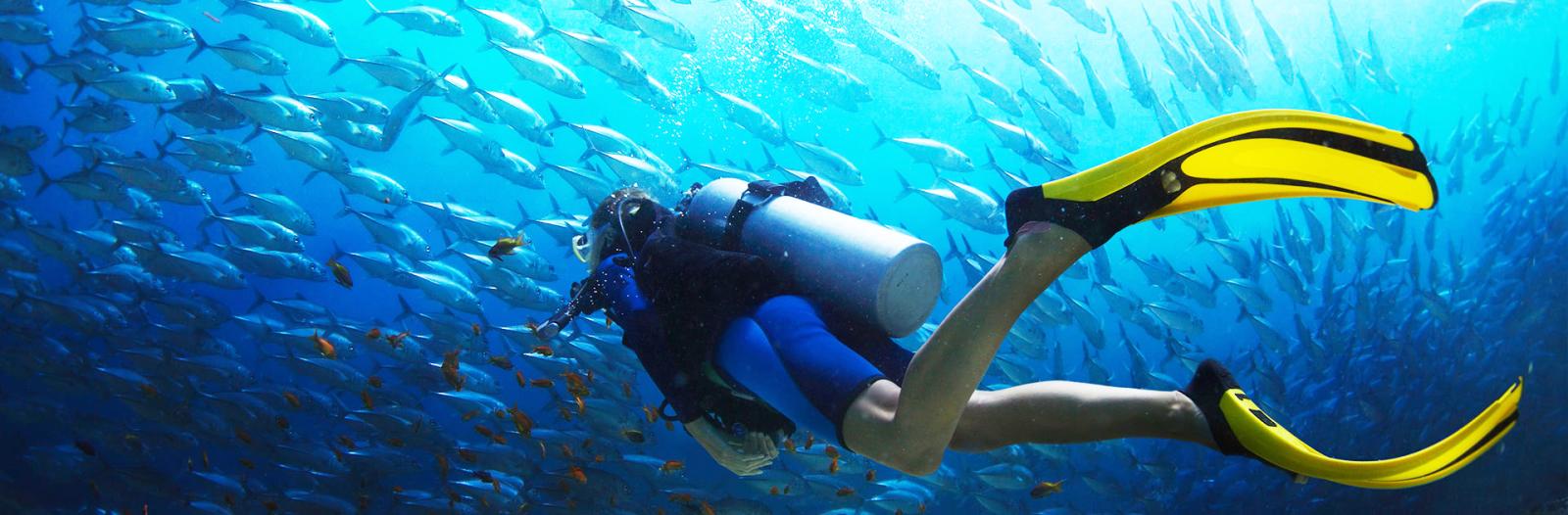 Diving among a school of fish Poorknights New Zealand.