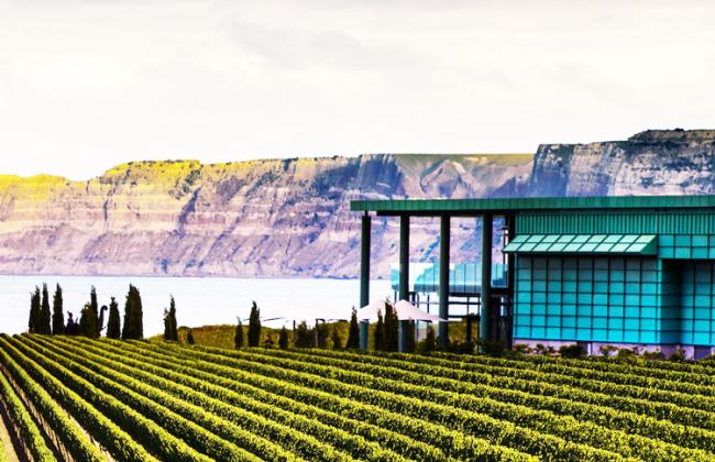 Hawkes Bay Vineyard