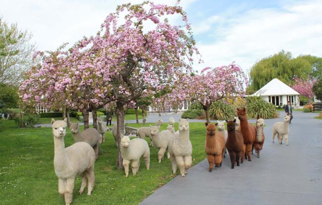 Silverstream Alpaca farmstay