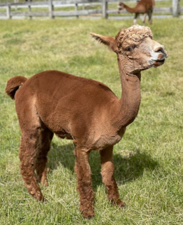 Alpaca