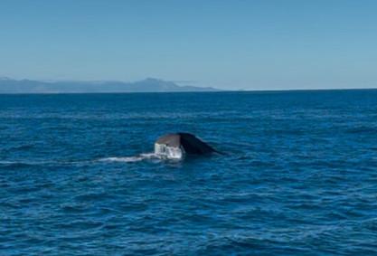 Whale watching