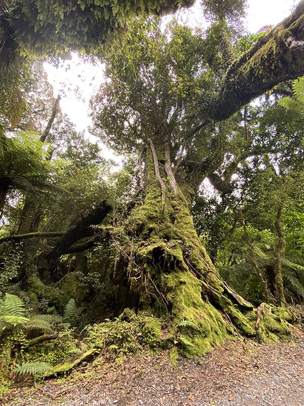 enjoying the rainforest