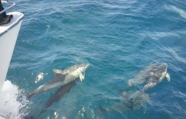 Dolphins in New Zealand