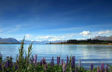 Lupins at Tekapo