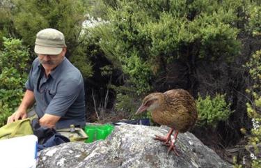 Wanaka Wildlife 