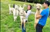 Sonny & Linda at the Alpaca Homestay