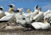 Gannet colony