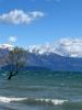 Wanaka Tree