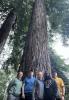 Rotorua Redwoods