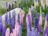 Lupins