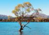 Wanaka Tree