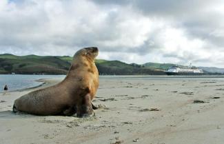 Sea Lion Wildlife Cruise