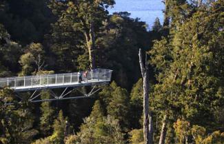 Hokitika tree walk