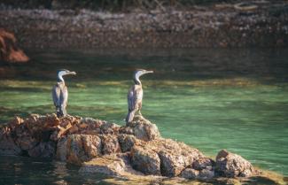 Poor Knights Islands Crusie