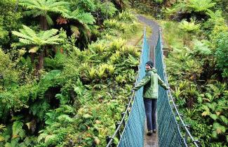 Swing Bridge on the Hump Ridge Track