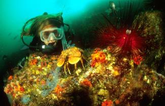 Mercury Islands Diving