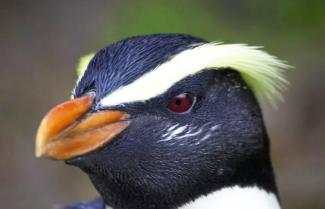 Crested Penguin