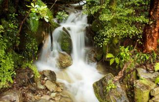 Native Marlborough Forest