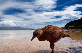 Weka Stewart Island