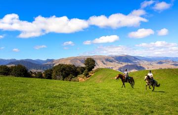 Canter wide open spaces