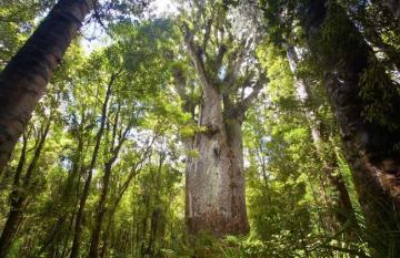 Kauri Forest