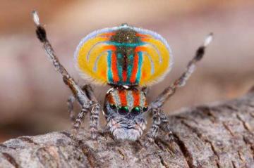 Psychedelic Jumping Australian has nothing but Eyes For You!