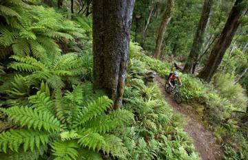 Mountain-Biking in Redwood