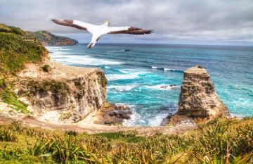 Muriwai Beach